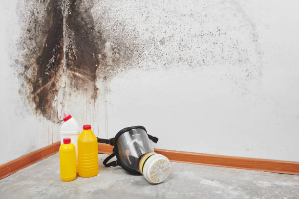 Best Residential Mold Remediation in Sappington, MO
