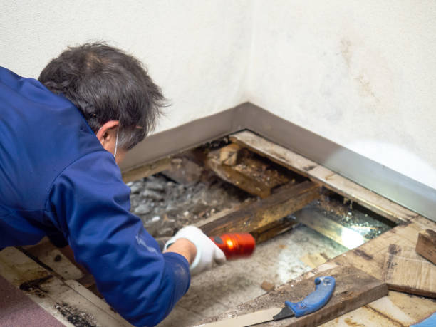 Best Basement Mold Remediation in Sappington, MO