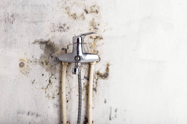 Best Commercial Mold Remediation in Sappington, MO