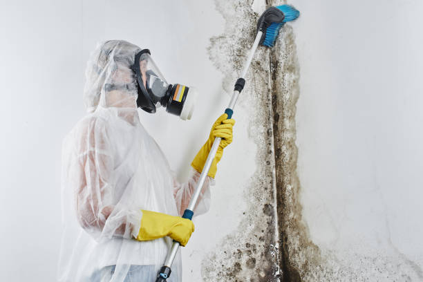 Best Post-Flood Mold Remediation in Sappington, MO