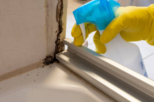 Best Attic Mold Remediation in Sappington, MO