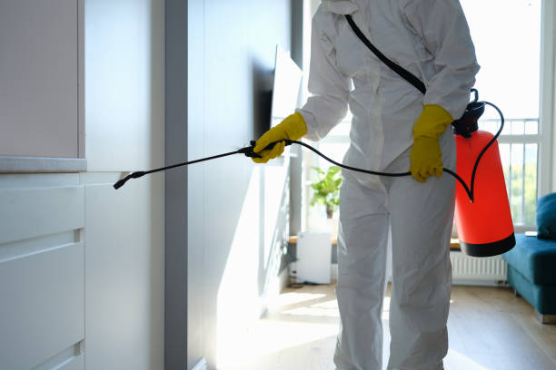Best Basement Mold Remediation in Sappington, MO