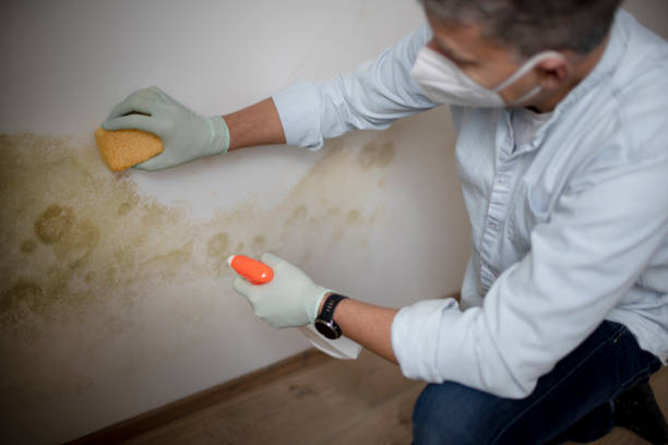 Professional Mold Remediation in Sappington, MO